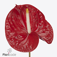 Антуриум Рамбла (красн.), шт.