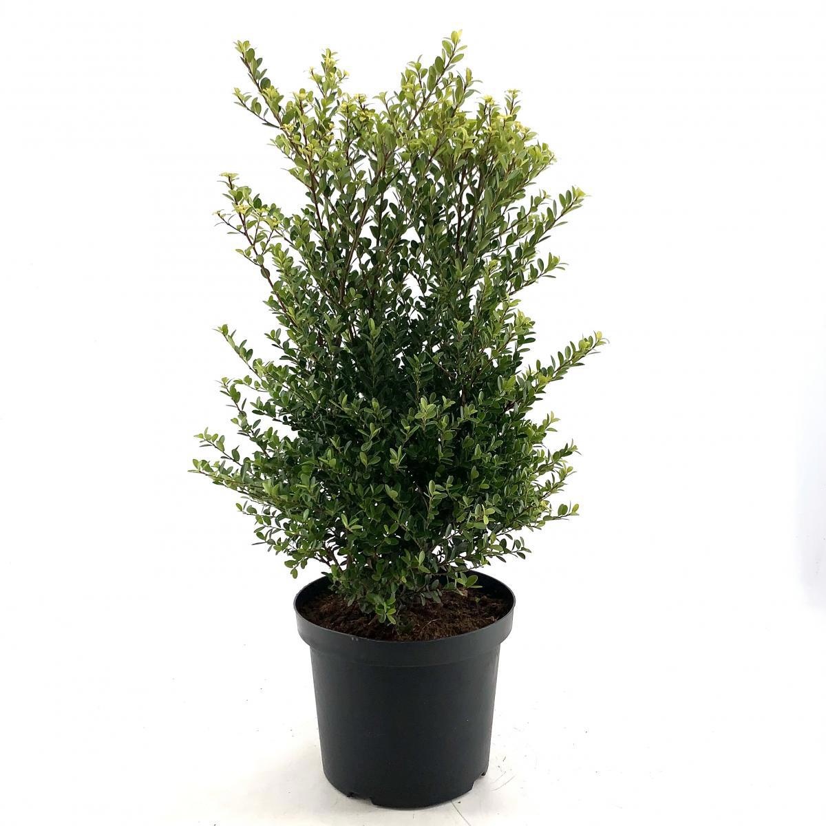 Ilex maximowicziana kanehirae, struik, D 28