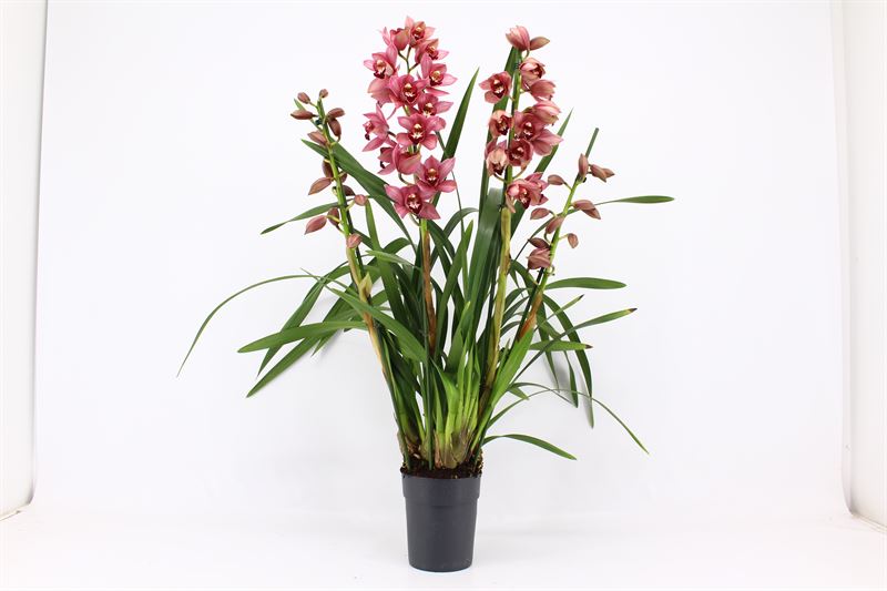 Cymbidium p14 Jolly Red 4T, D 14