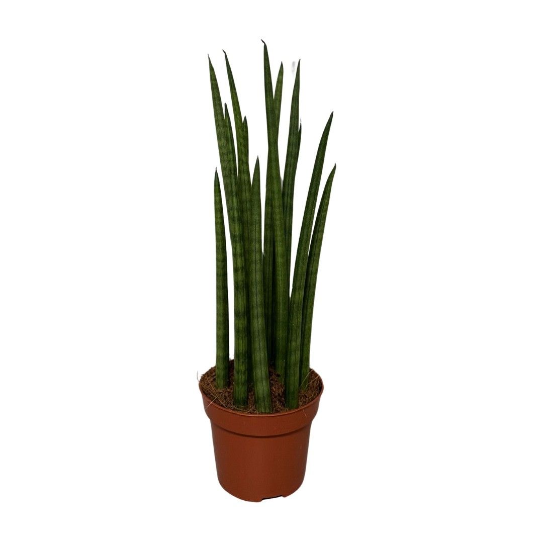 Sansevieria Cylindrica Mikado, D 12