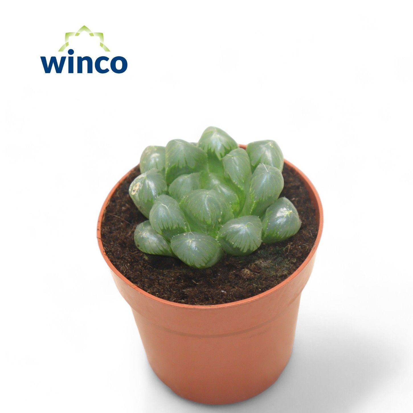 Haworthia Cooperii var. Obtusa, D 8,5