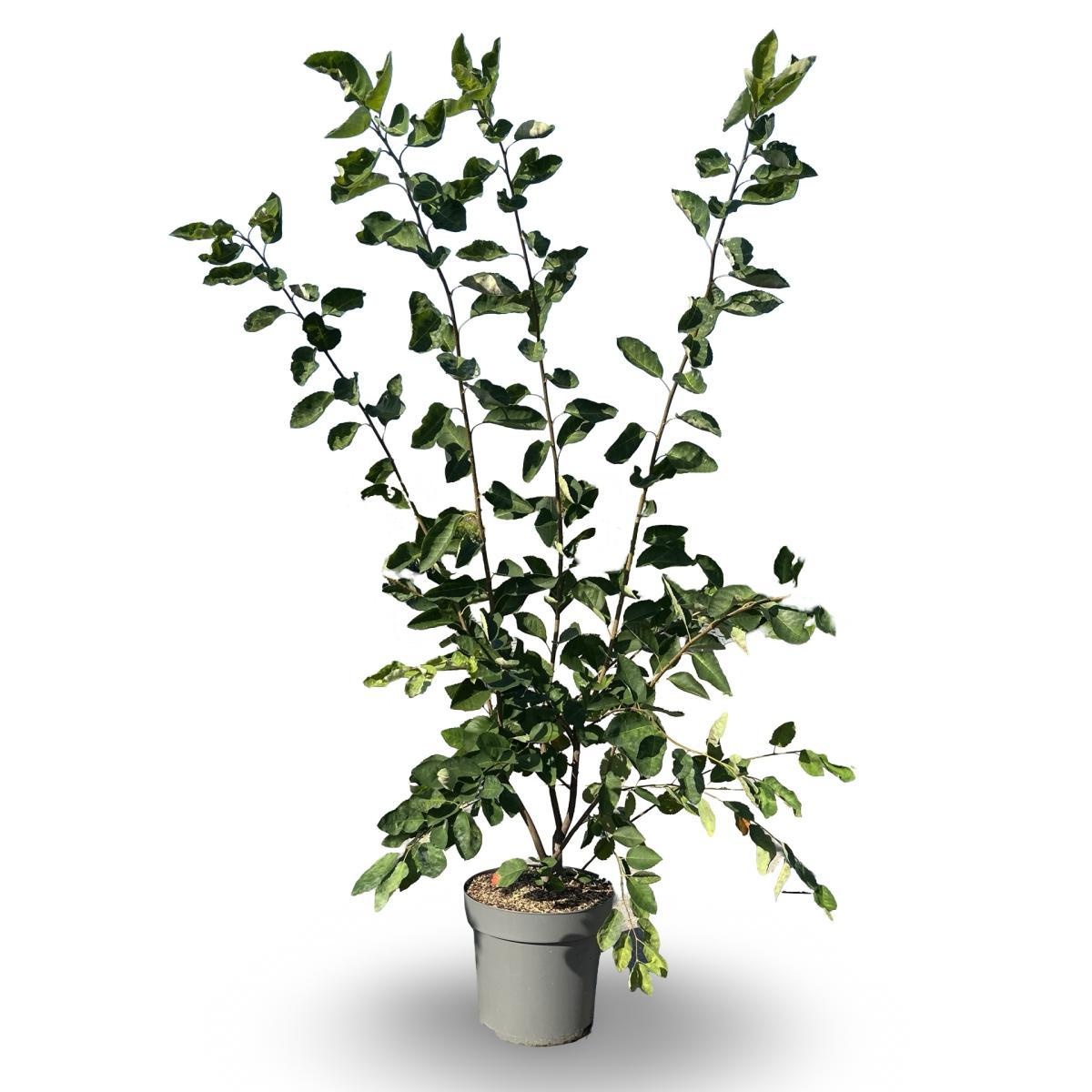 Amelanchier lamarckii, D 32