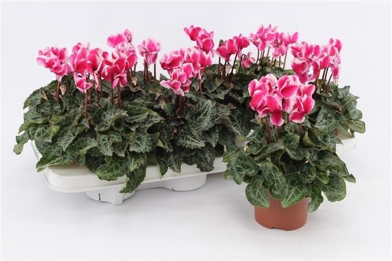 Cyclamen Abanico Magenta, D 10,5
