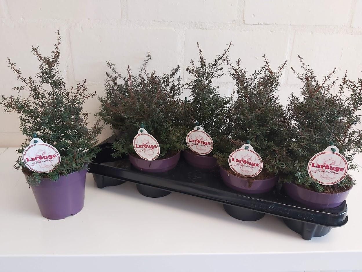 680 PLC : Pot 12 cm Leptospermum scoparium Larouge, D 12