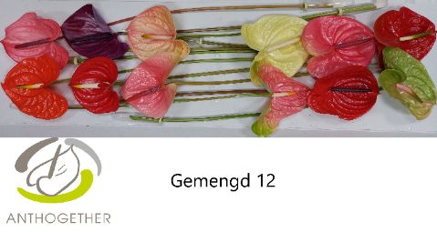 Антуриум Микс x12, шт.