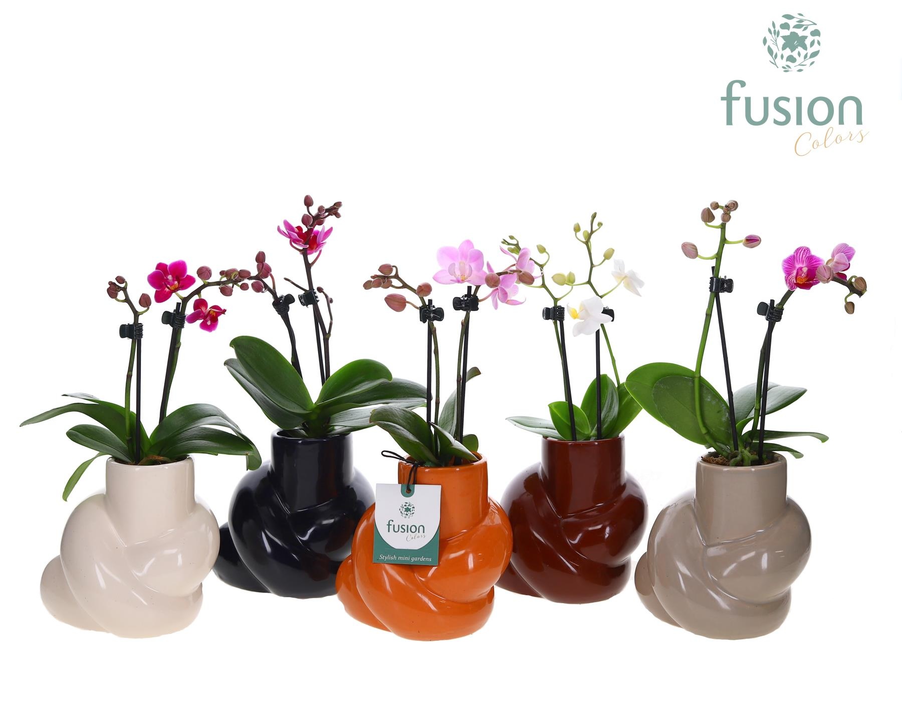 Keramiek pot met Phalaenopsis, D 12