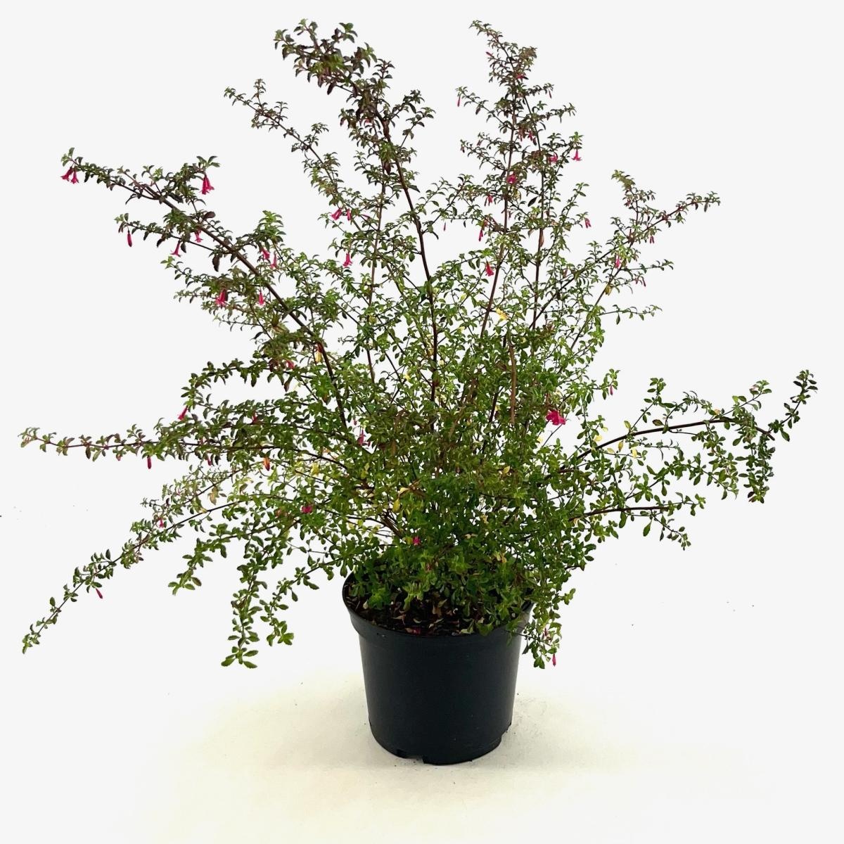 Fuchsia microphylla, D 17 cm
