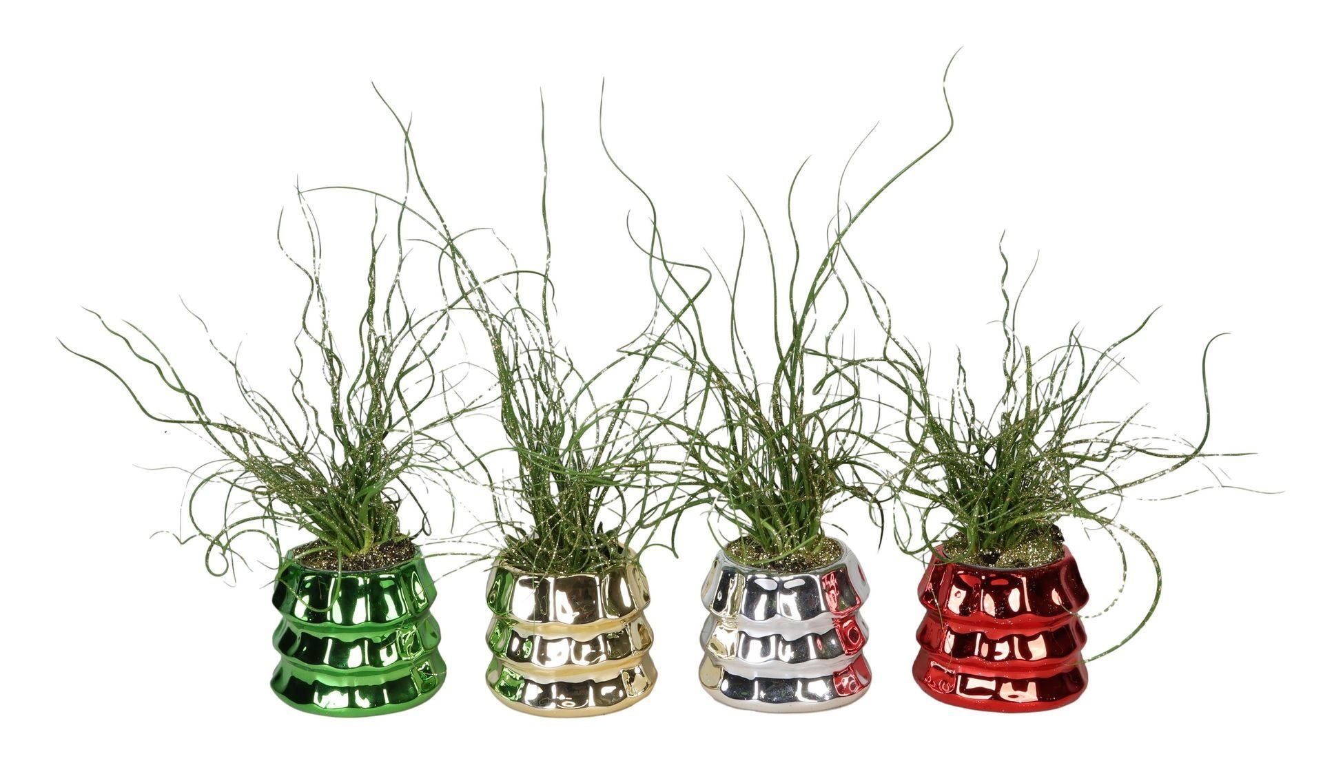 L 66440 With Juncus 'Spiralis' Glitter6 cm, D 6