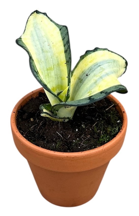 Sansevieria Wendy Yellow, D 8 cm Sansevieria Wendy Yellow, D 8 cm