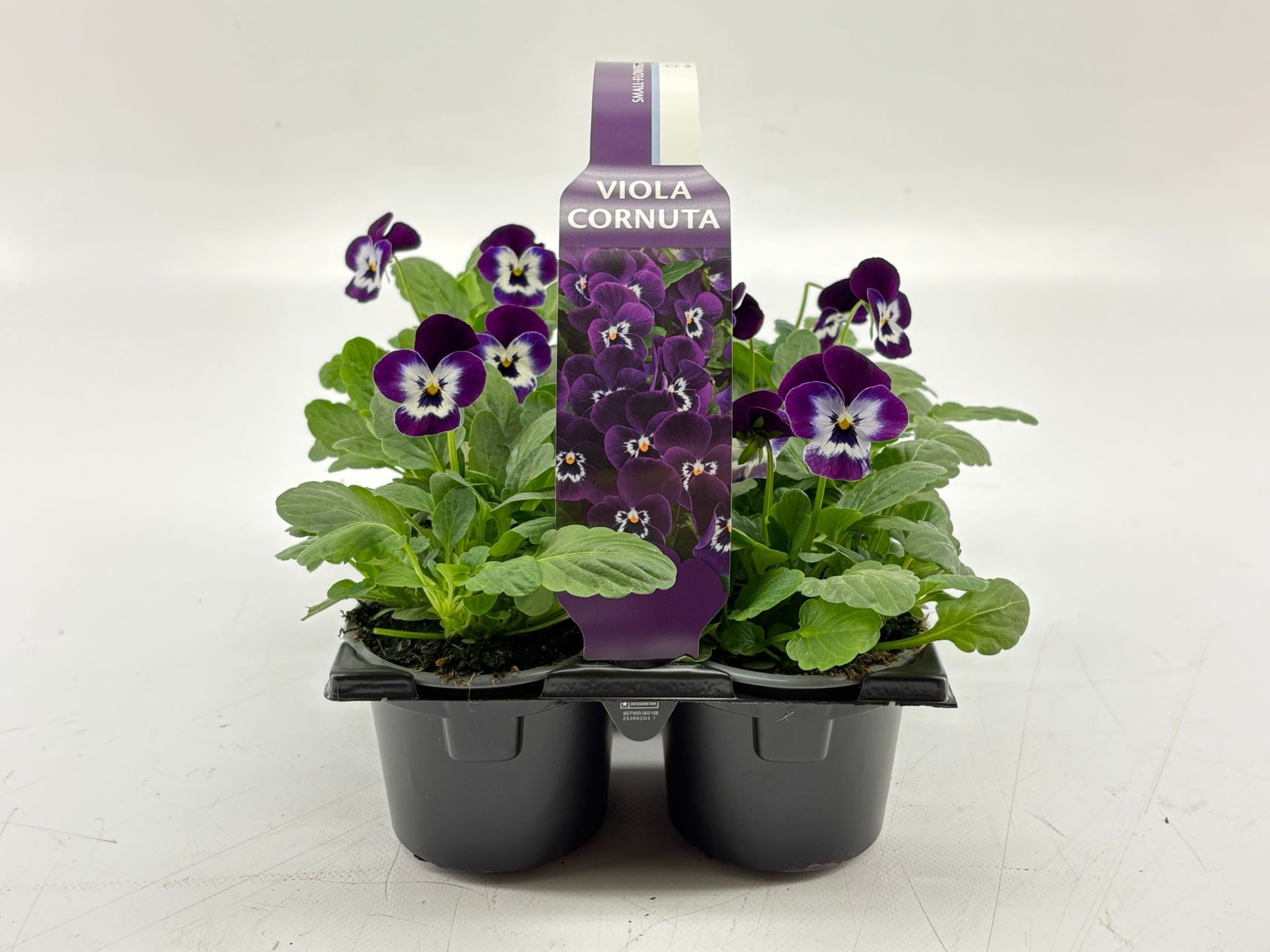 Sixpack Viola Cornuta Violet Face, D 9