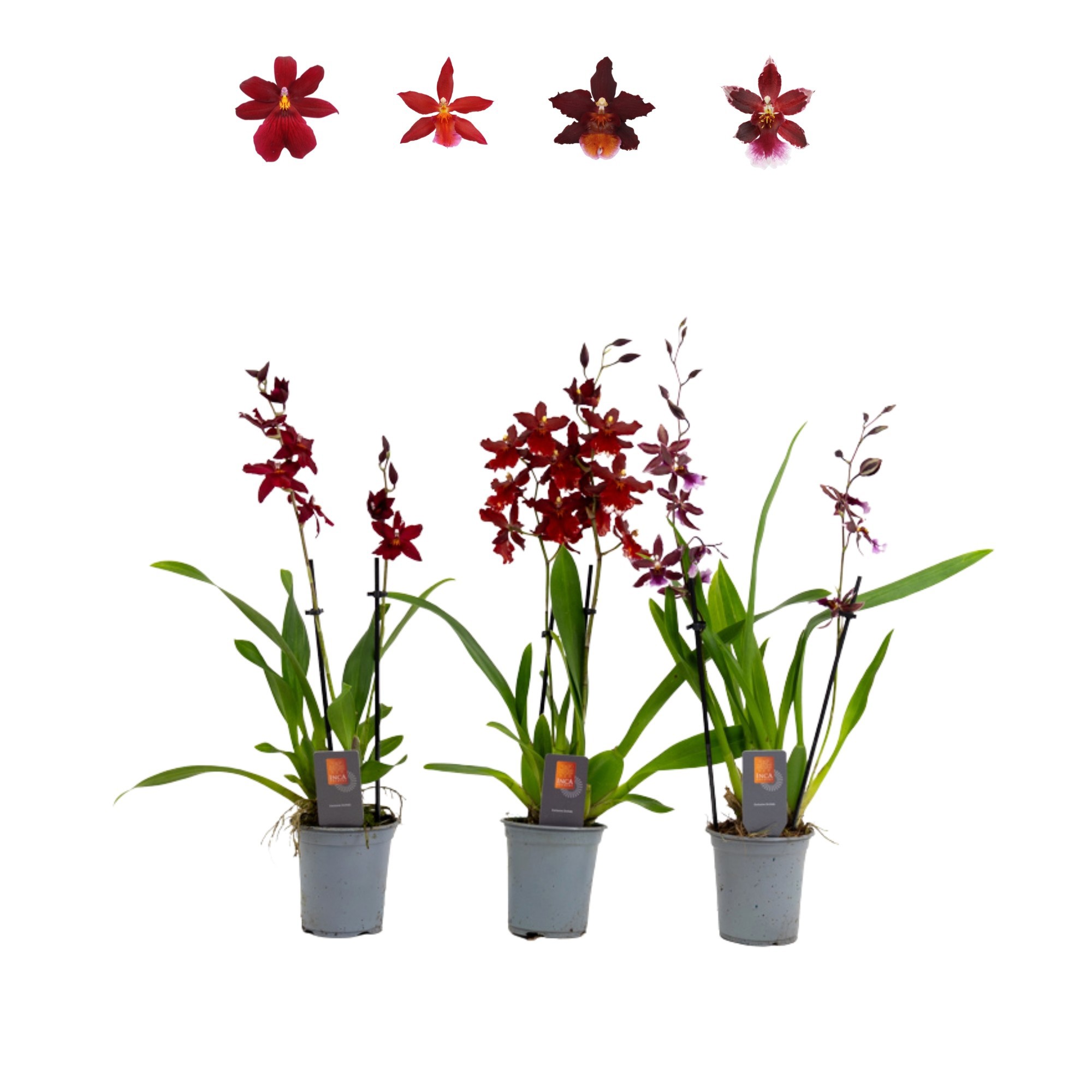 Inca Cambria Red Beauty mix 2 spike 9cm, D 9