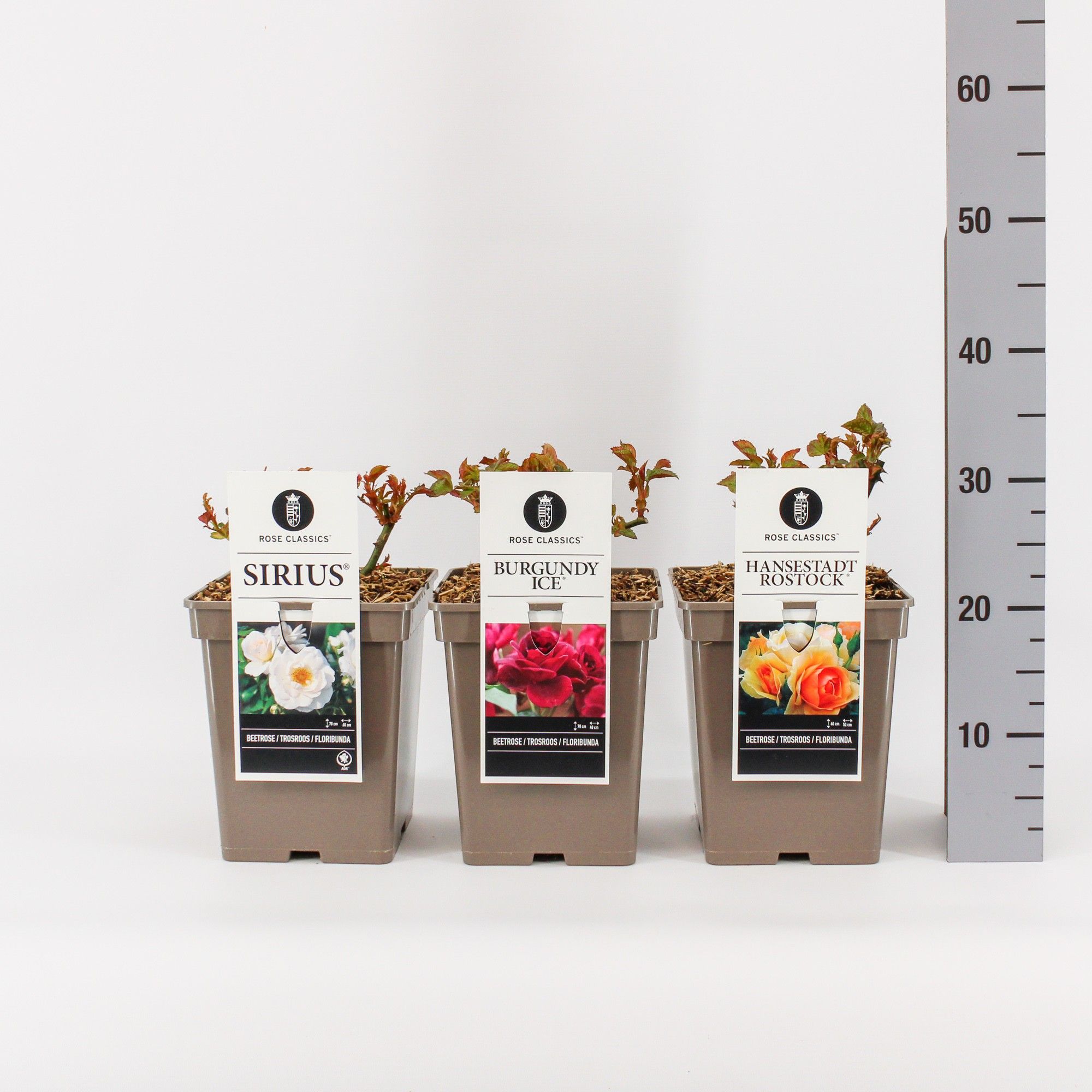 Rose Classics trosroos (F) mix, C5, D 23