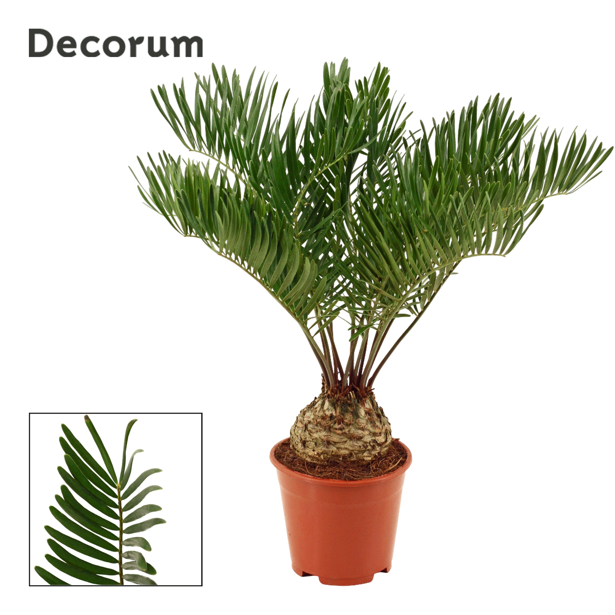 Zamia Floridiana 14 cm (Decorum), D 14