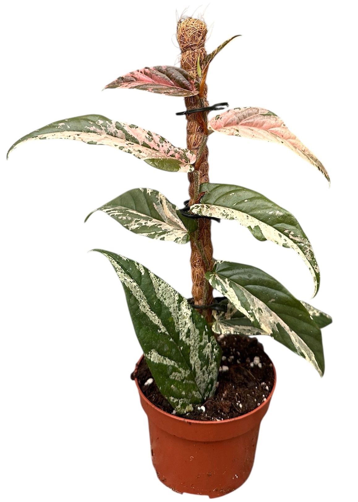 Ficus Sagittata Variegata Pink, D 9