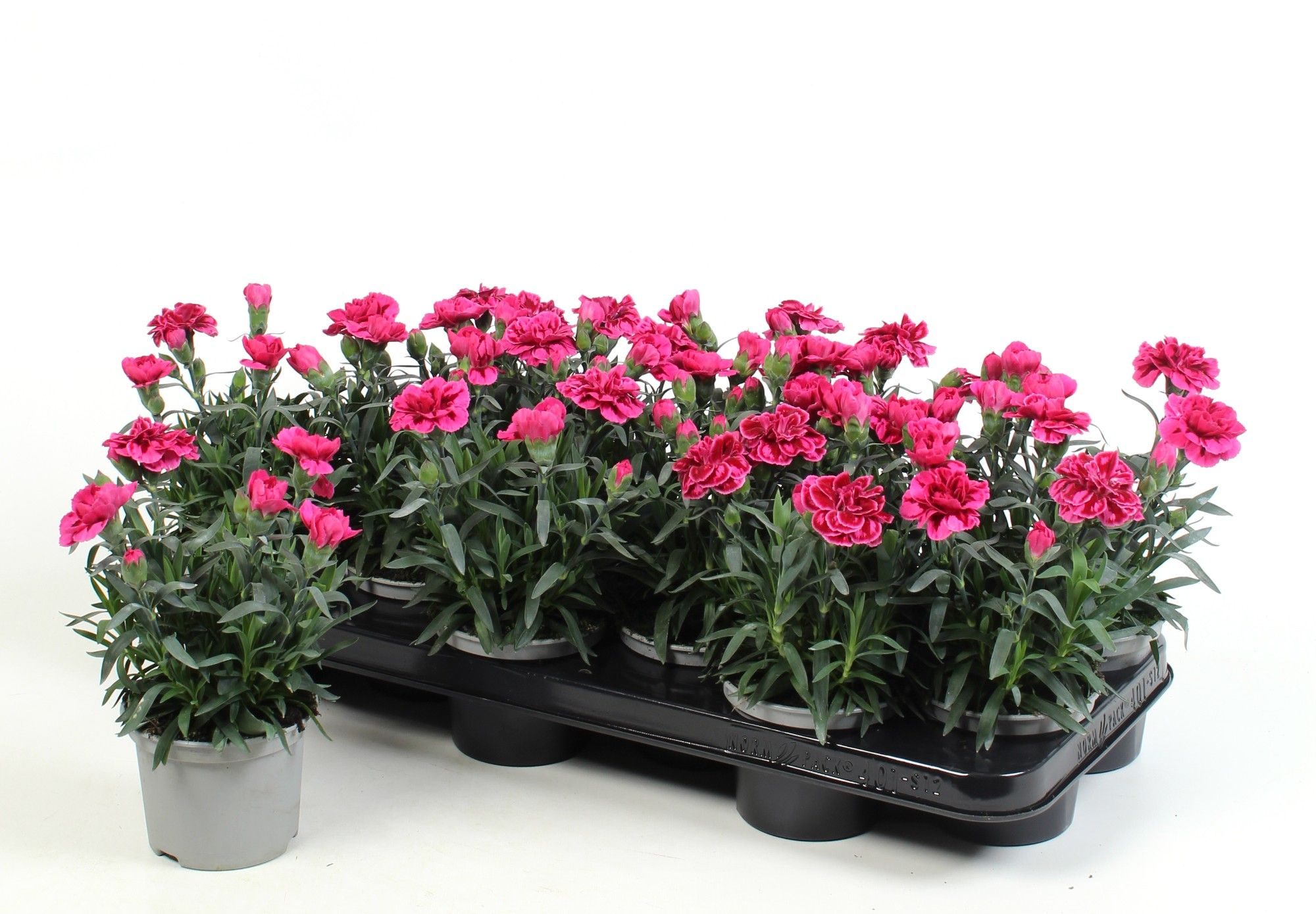 Dianthus Oscar Purple Wings, D 10,5