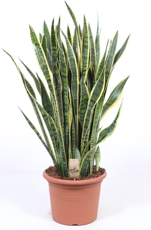Sansevieria Laurentii, D 35