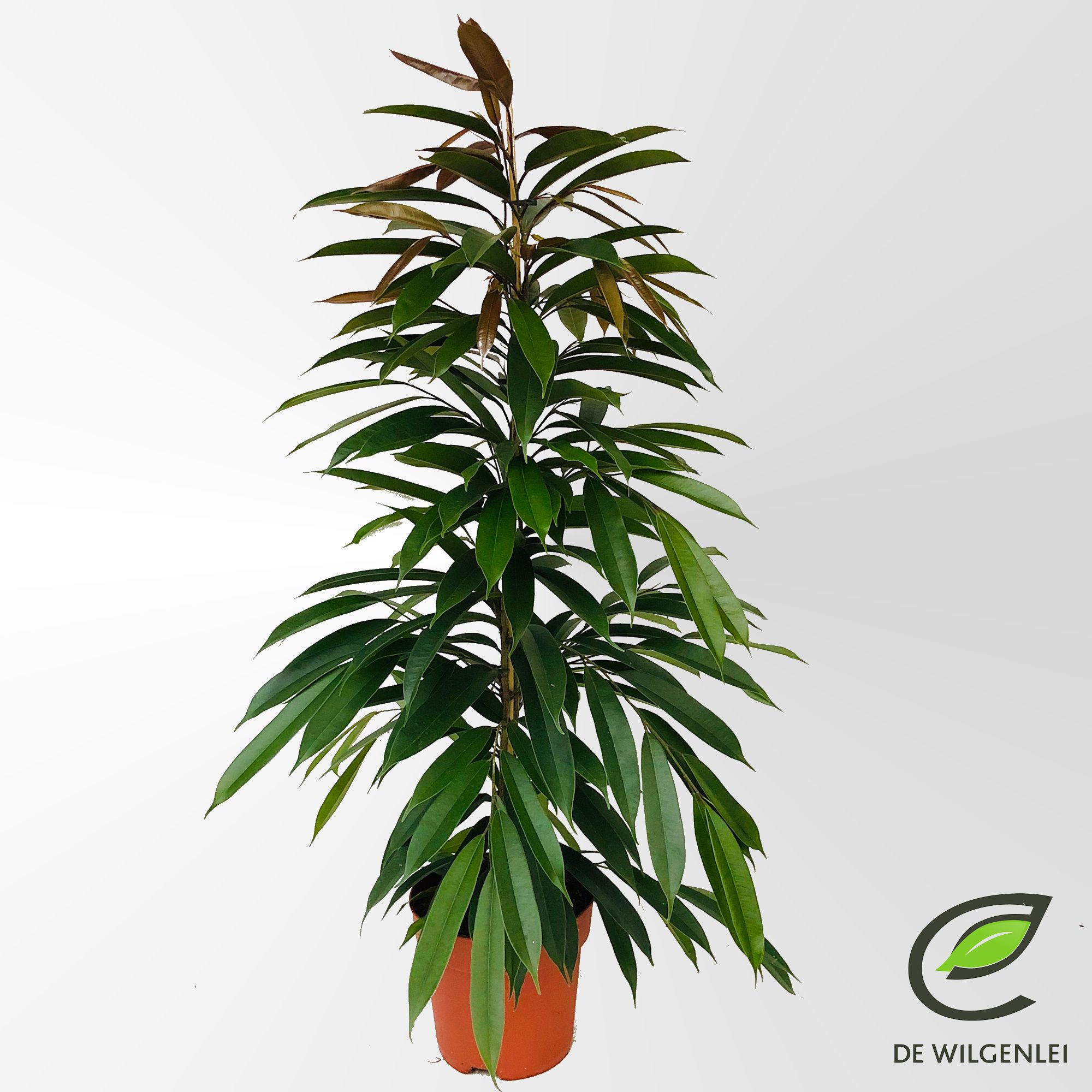 Ficus binnendijkii 'Amstel King' p21, D 21