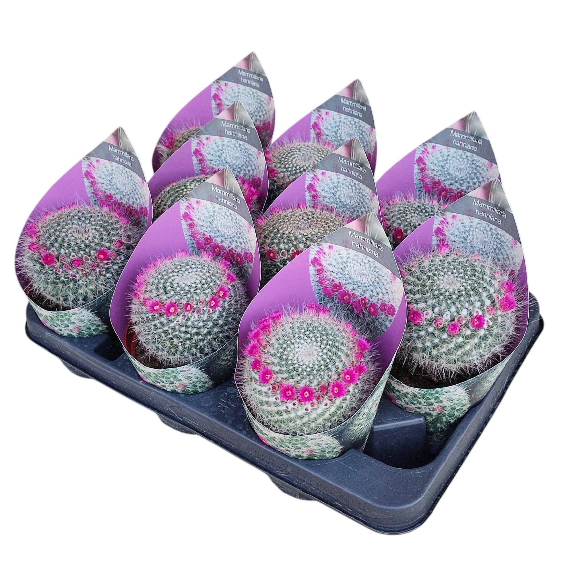 MAMMILLARIA HAHNIANA - POT Ø 10,5 WITH POTCOVER (CACTUS), D 10,5