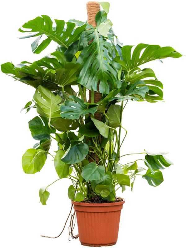 Monstera deliciosa (190-210), D 40