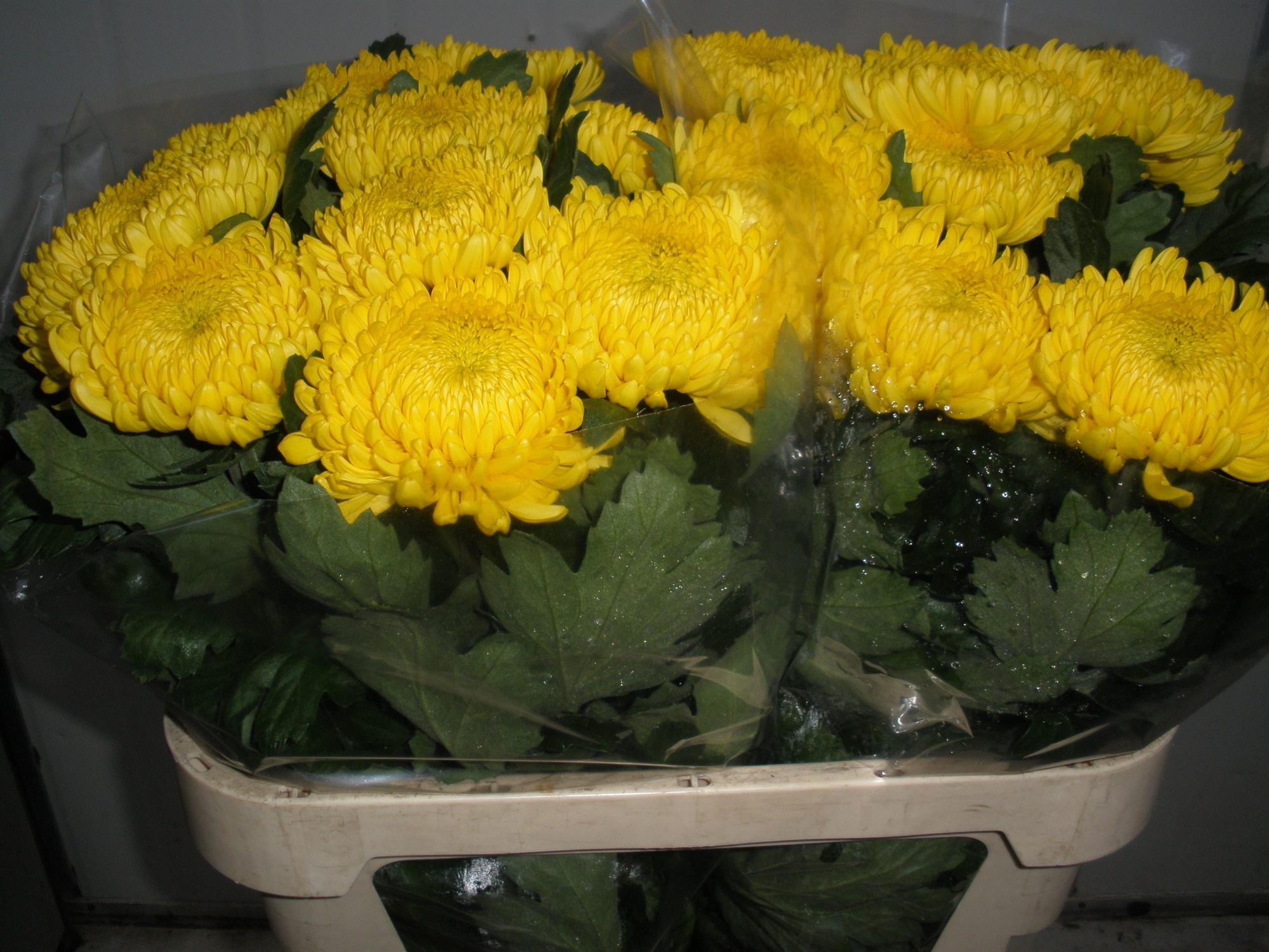 Хризантема од. Ривалри 80, шт.