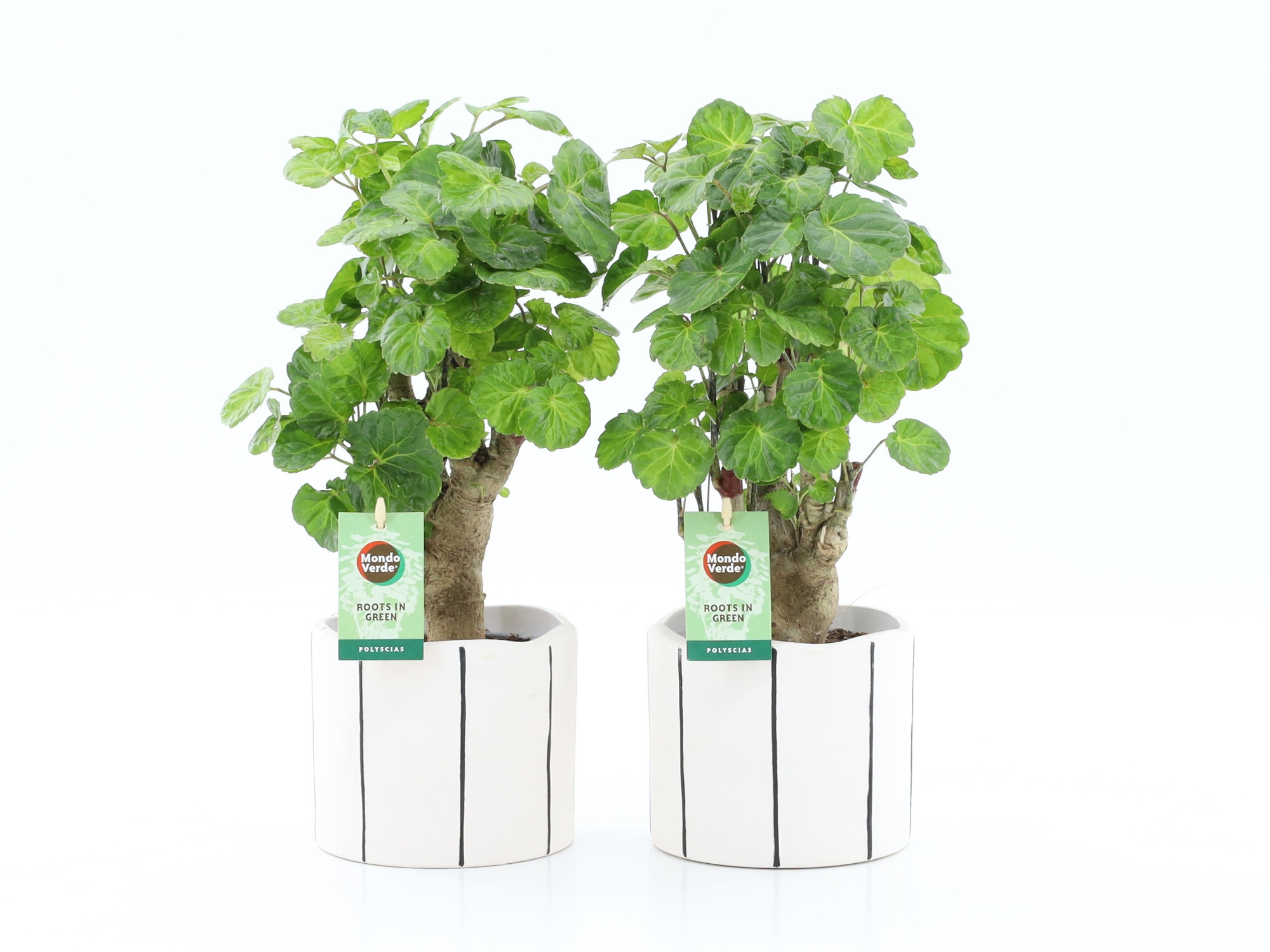 Polyscias Green Lemon in Banksy, D 13