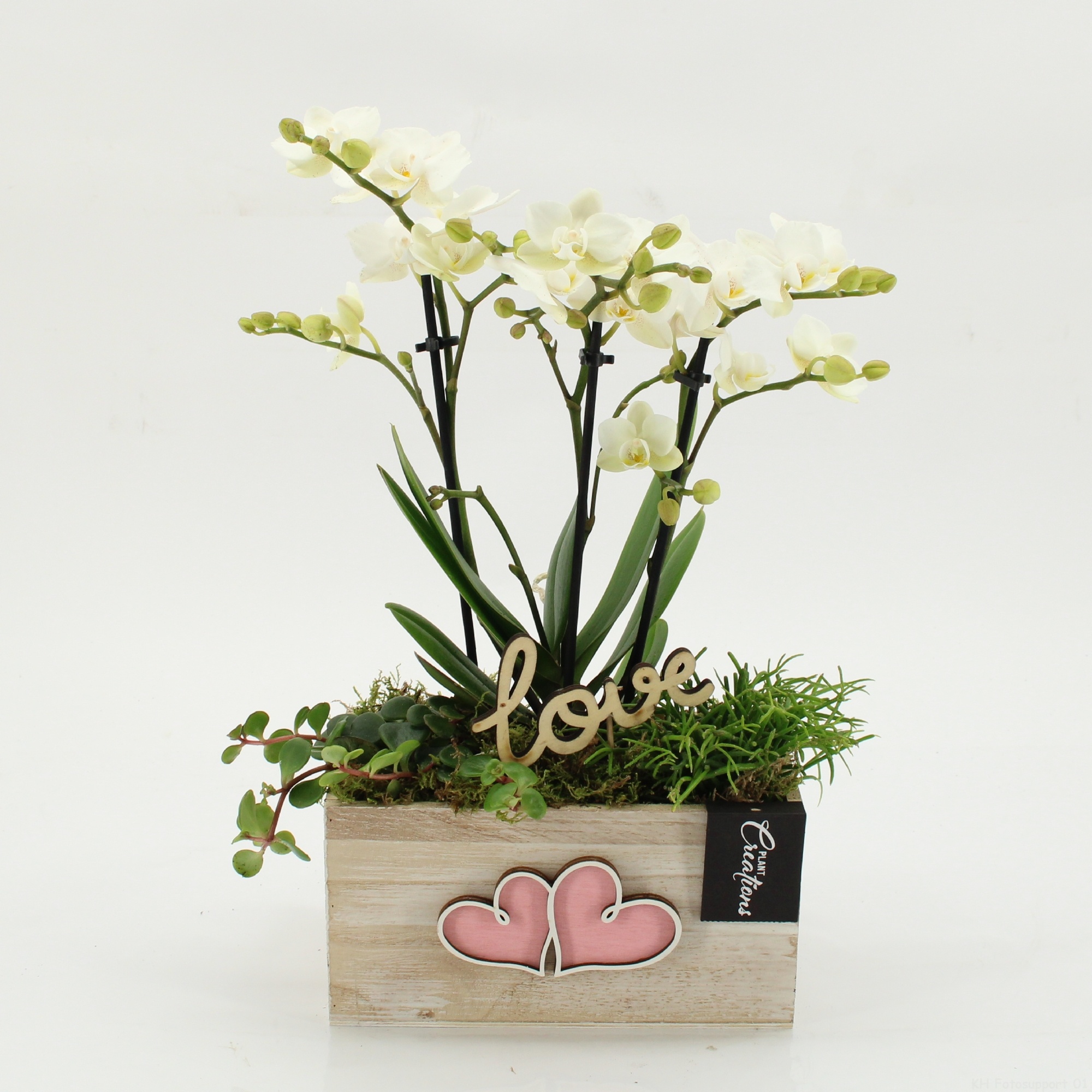 PHALRM-2608W Romantic Phalaenopsis, D 20