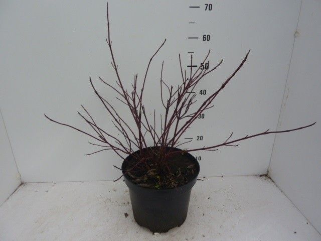 Cornus alba Miracle ®, D 27