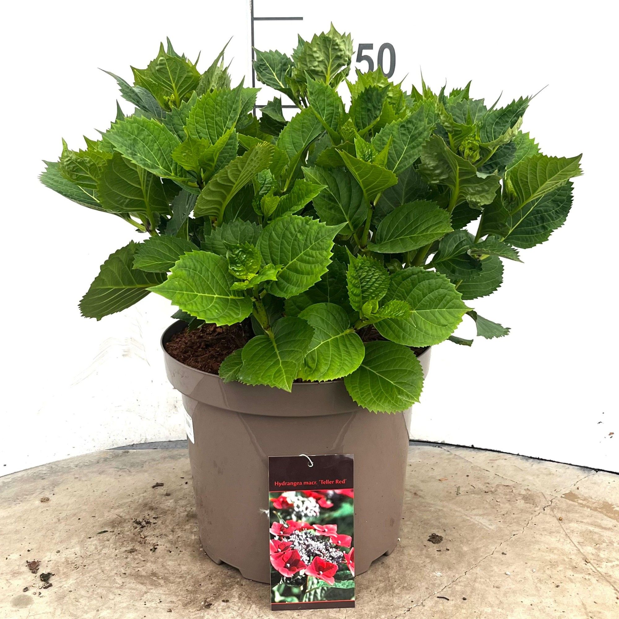 600 VPK : Pot 29 cm HYDRANGEA TELLER RED, D 29