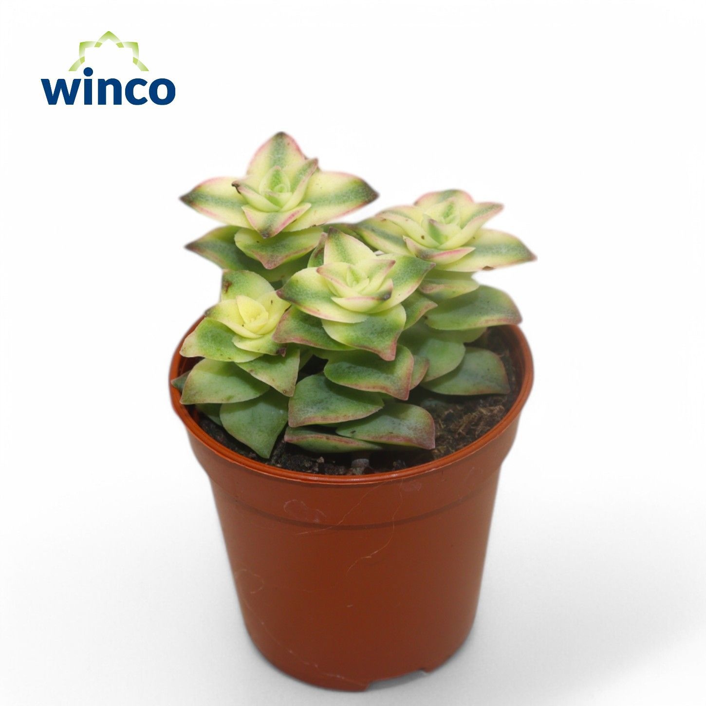 Crassula Perforata Variegata, D 5,5