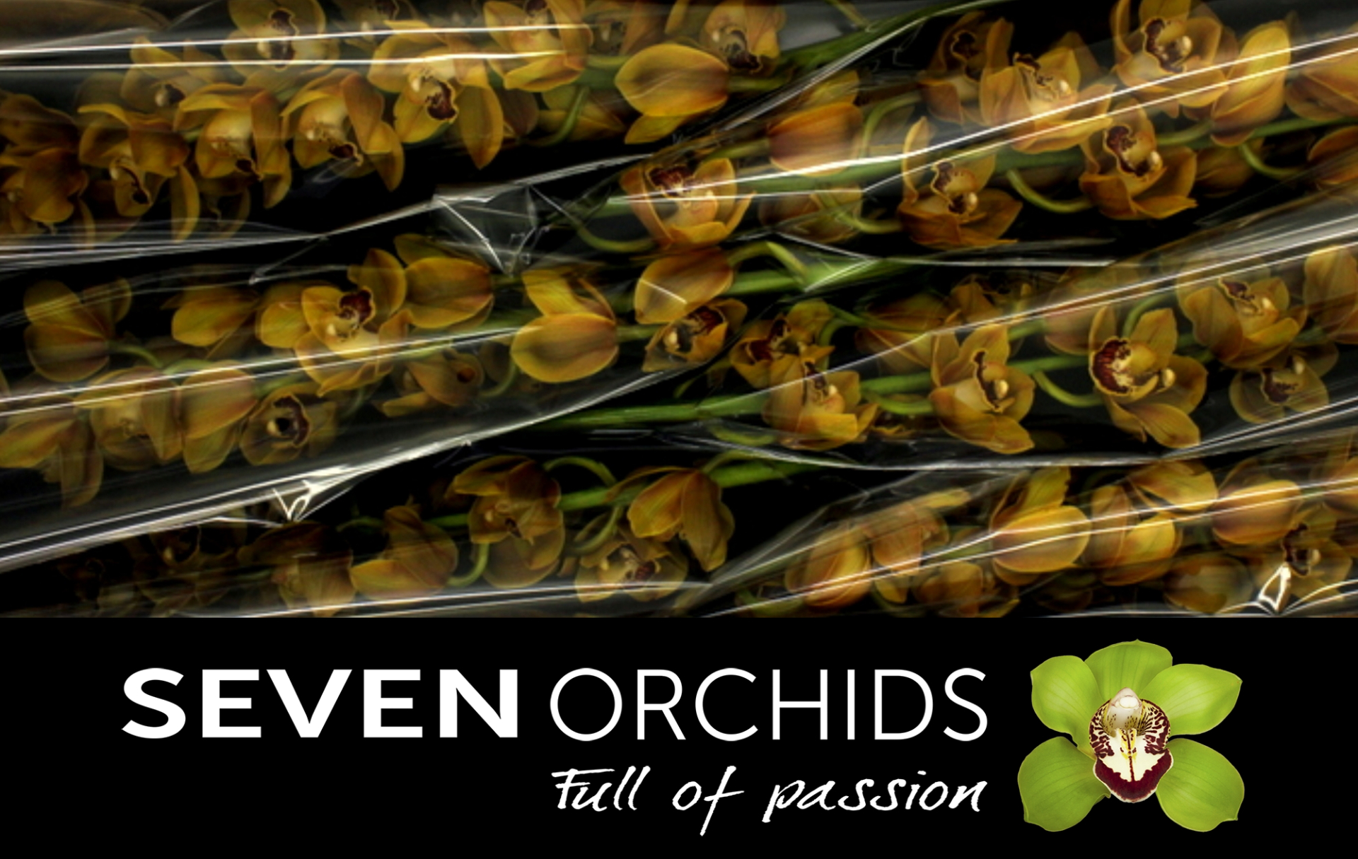 Цимбидиум Оранж Каунти x6 80, шт.