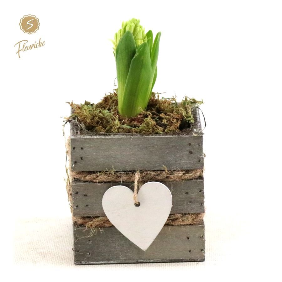 (DN533) Hyacint Julie [S], D 10