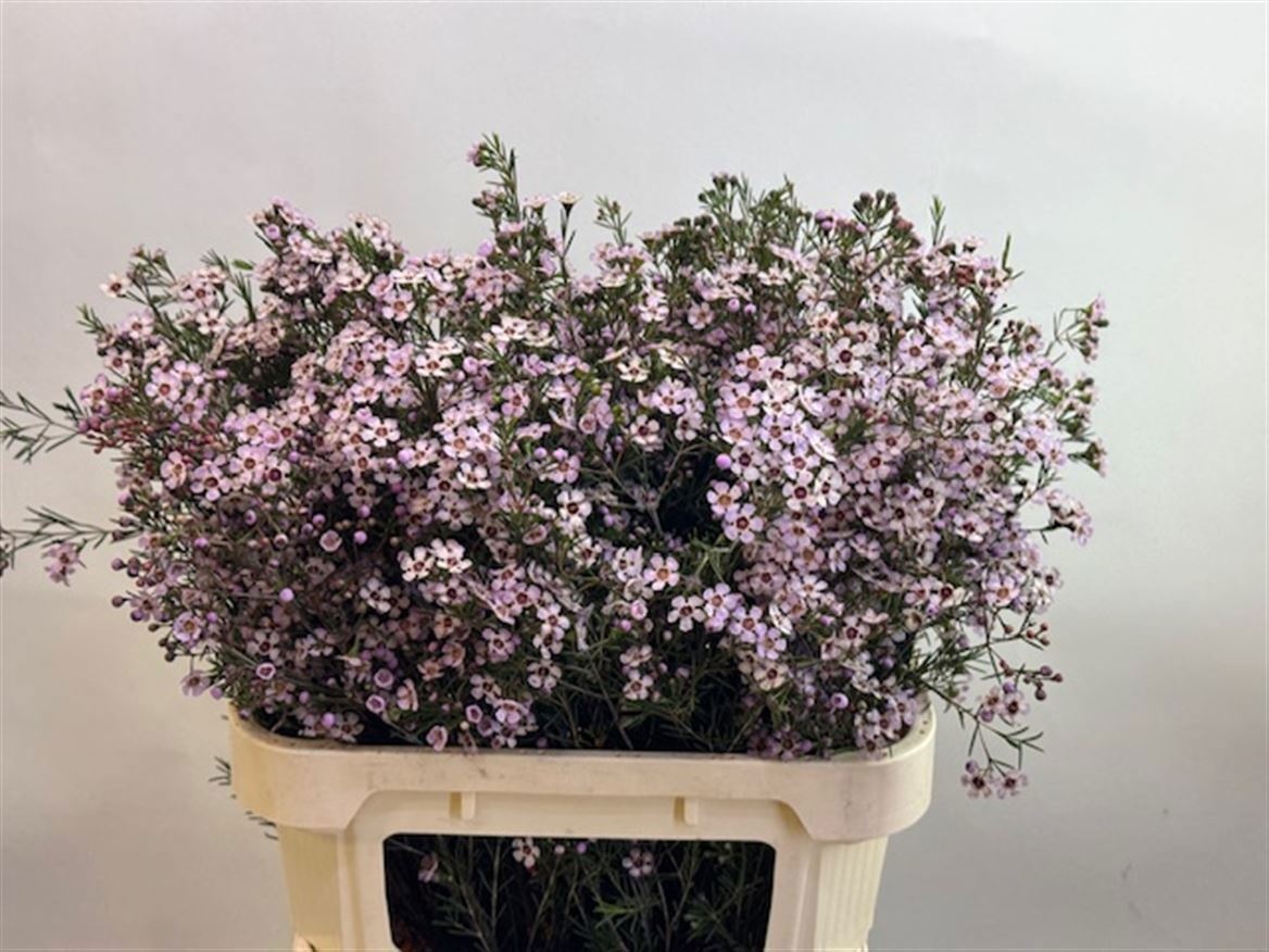 Шамелациум Пинк Дрим 80, шт.