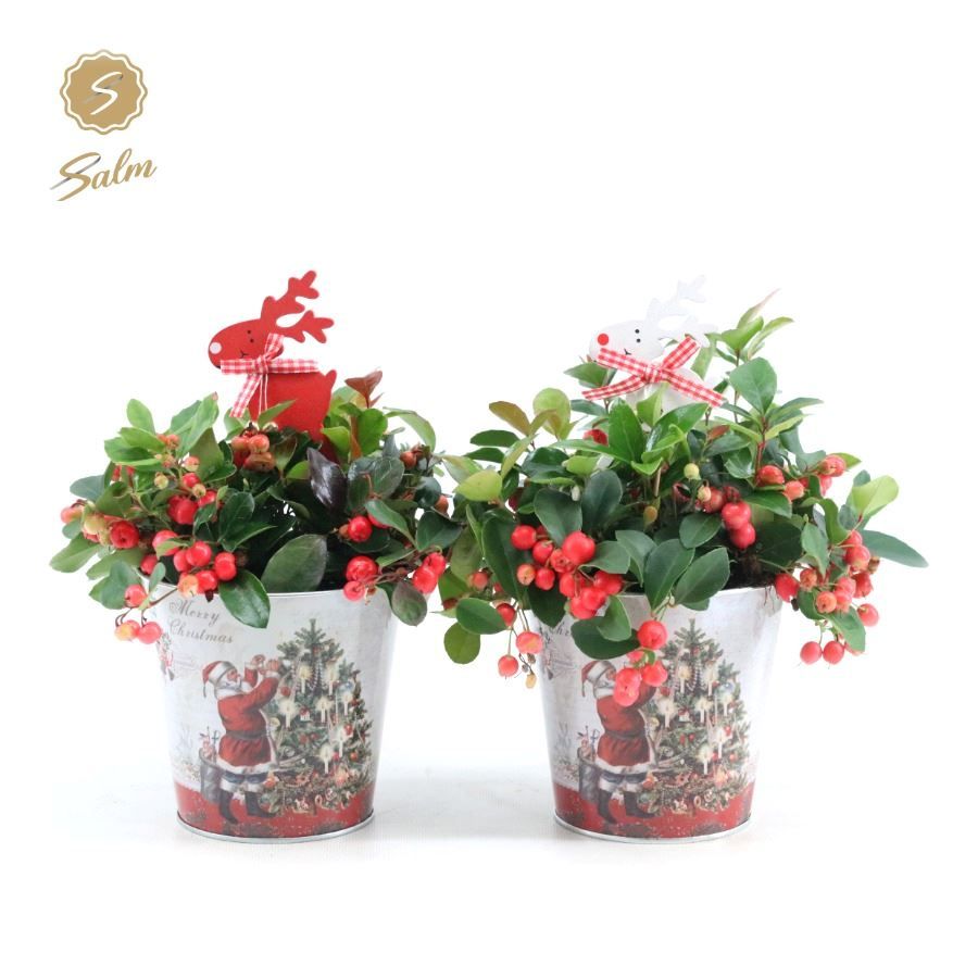 Gaultheria pr. 'Big Berry'® P12 in Zinc Santa + Reindeer, D 14 cm