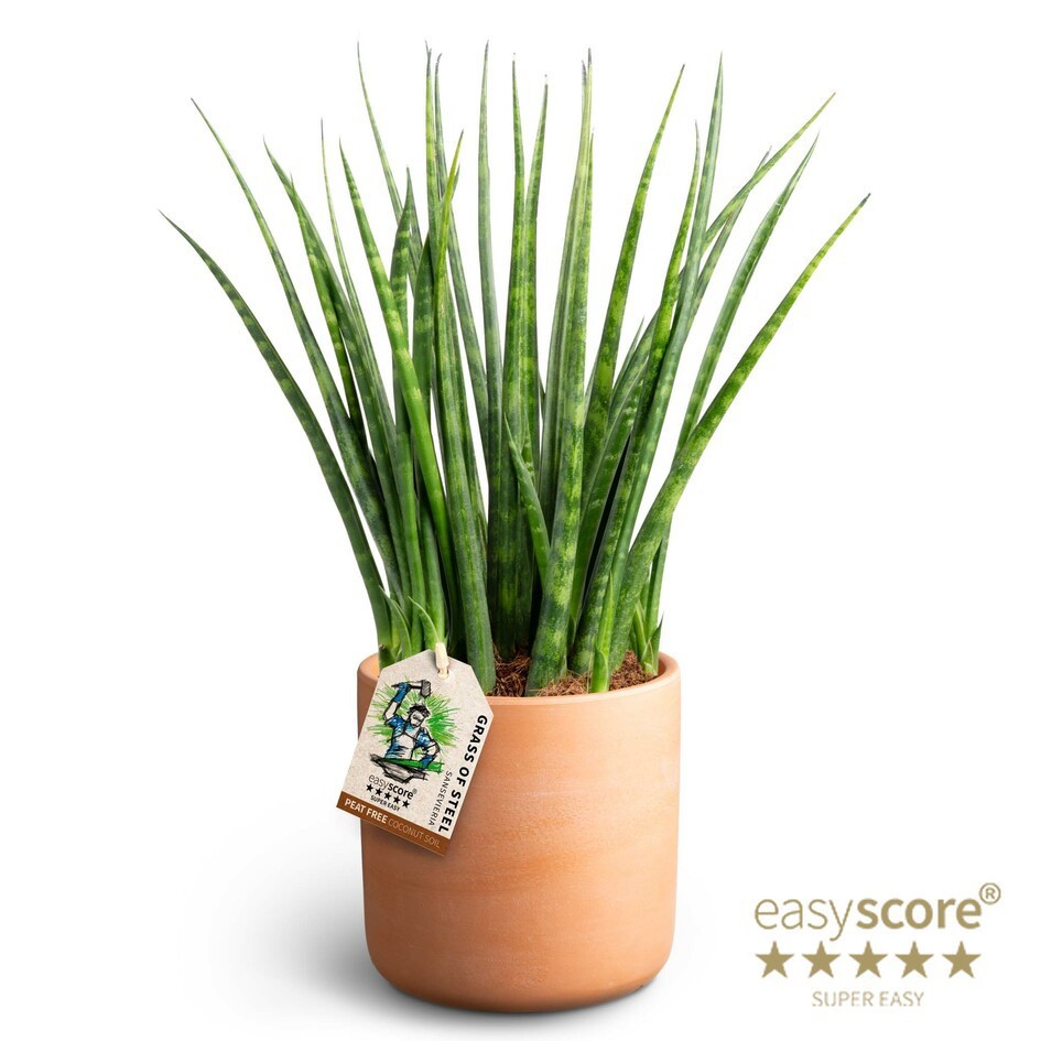 SANSEVIERIA PARVA 41132559 Raw Terracotte Fernwo, D 11