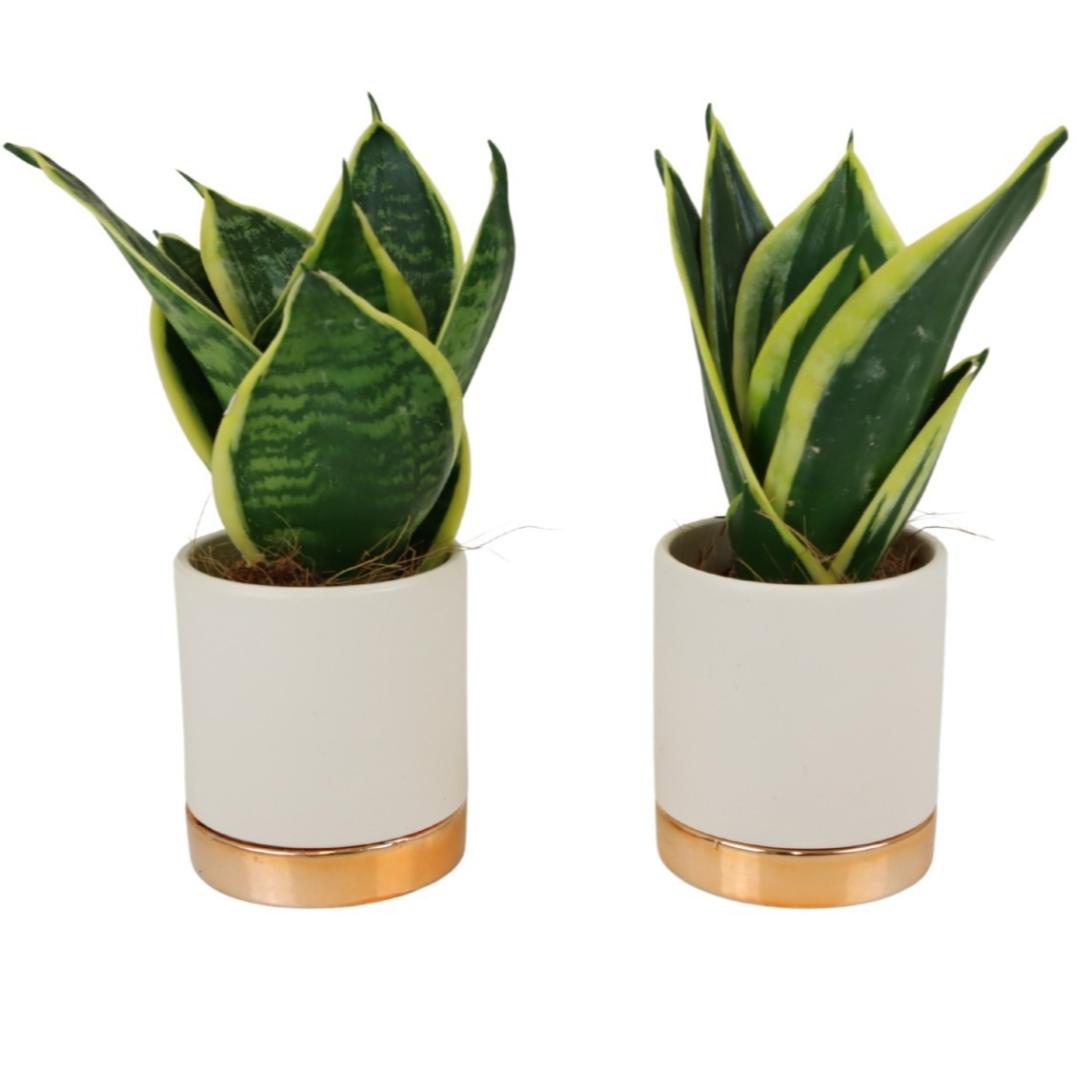 Classy with Sansevieria hahni mix, D 6