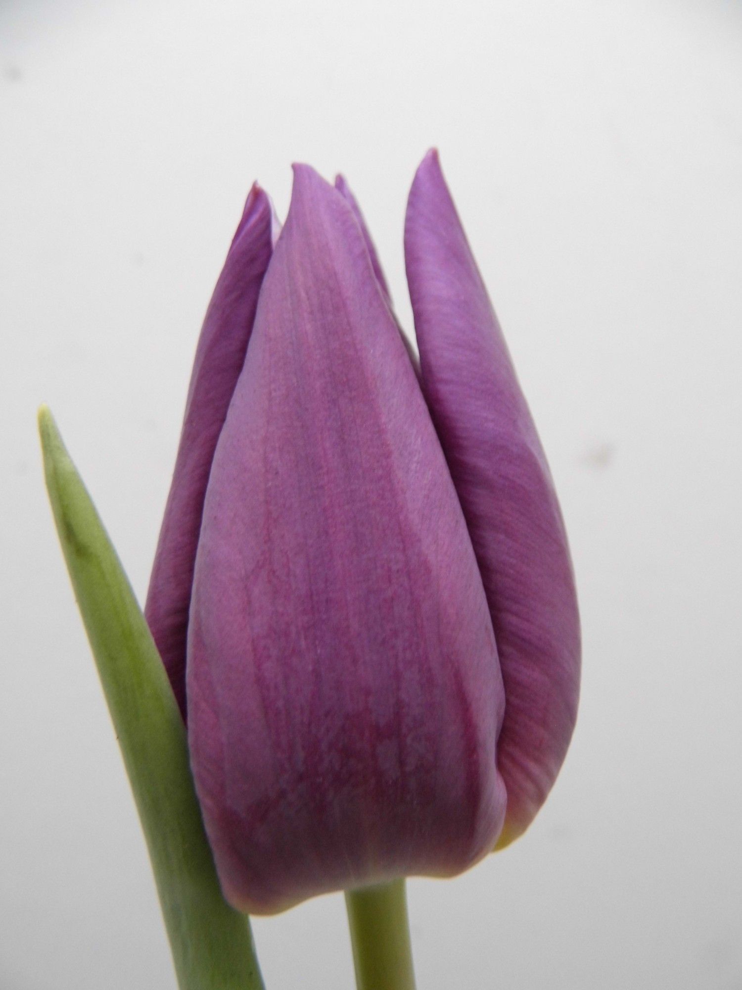 Тюльпан од. Перпл Вэлли (фиолет.), шт.