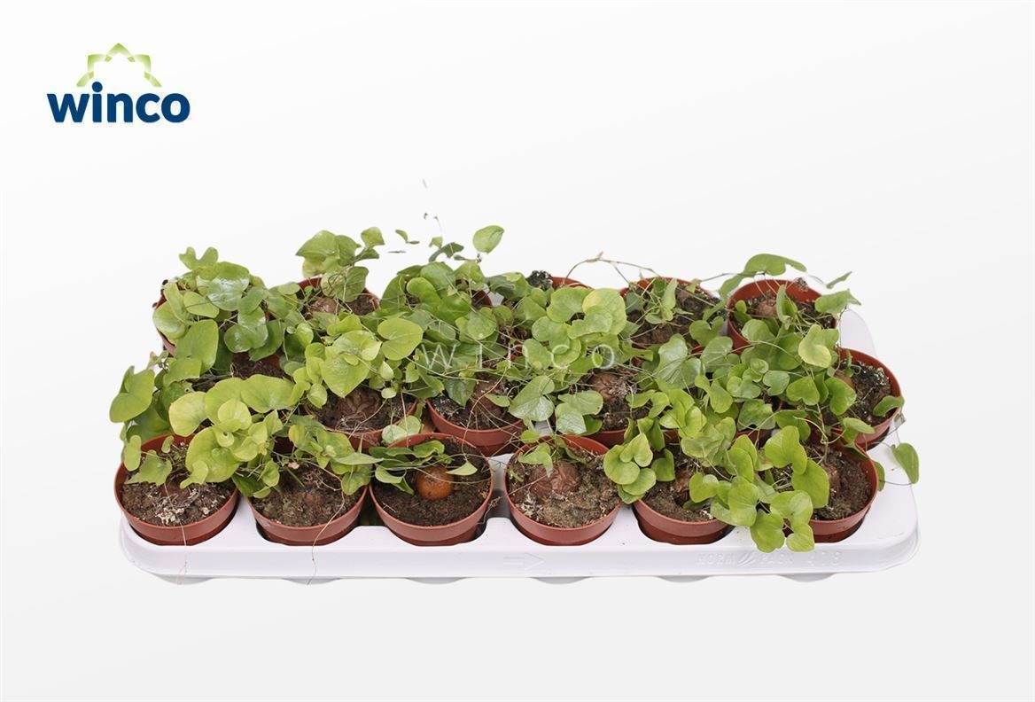 Dioscorea Elephantipes, D 8,5