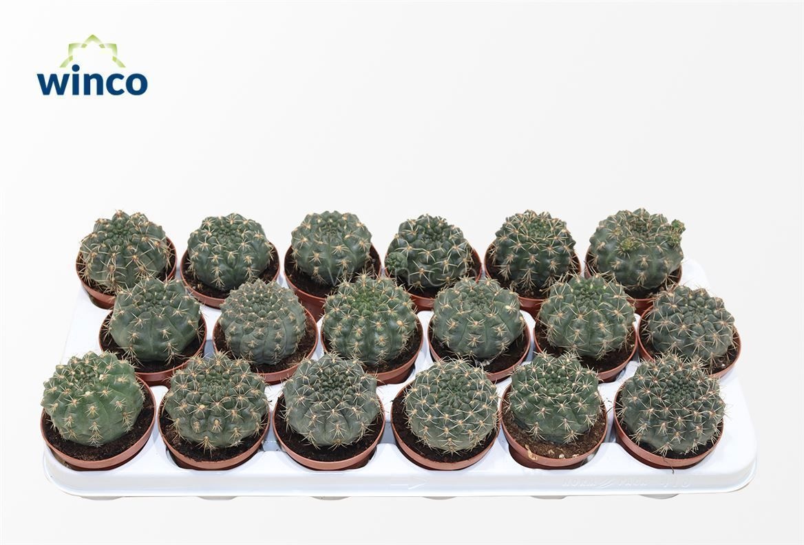 Gymnocalycium Baldianum, D 8,5