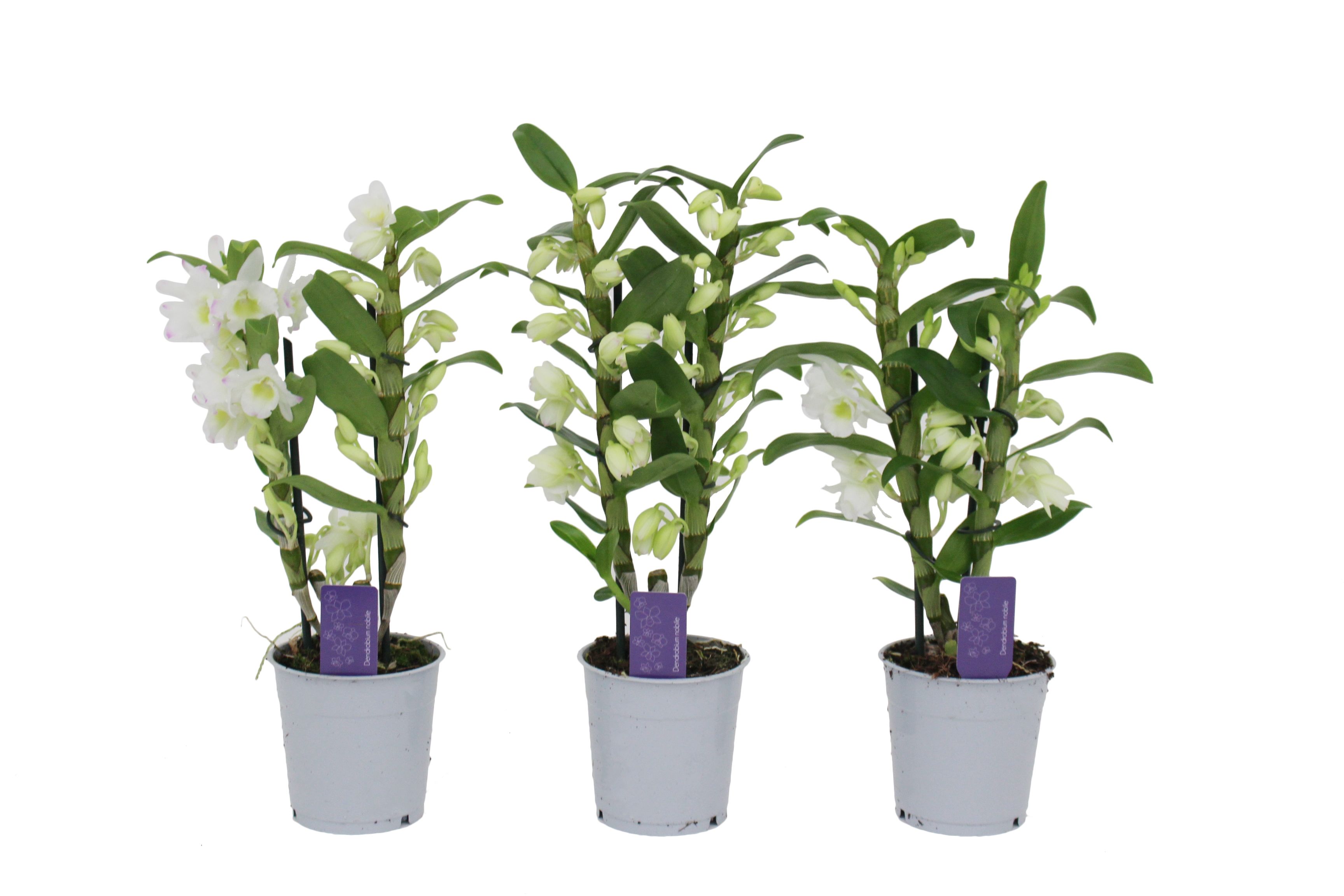 Dendrobium Nobilé, Basic Apollon 2-tak, D 12 cm