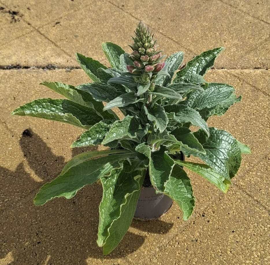 Digitalis Arctic Fox 10,5 cm, D 10,5