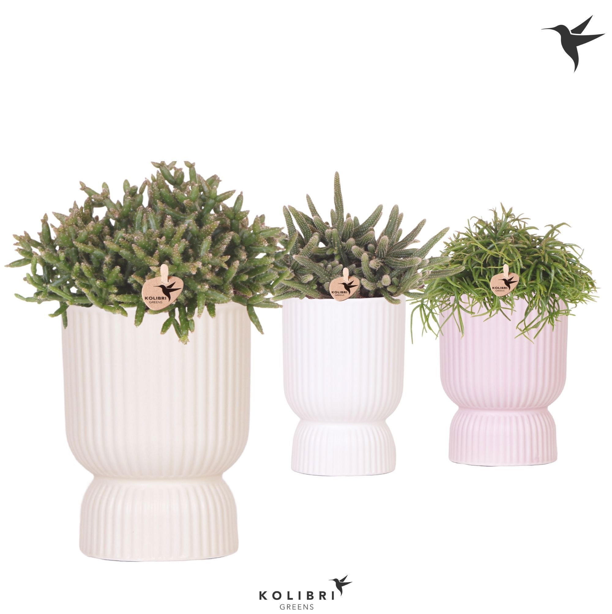 Kolibri Greens Rhipsalis mix in Diabolo pot mix, D 12