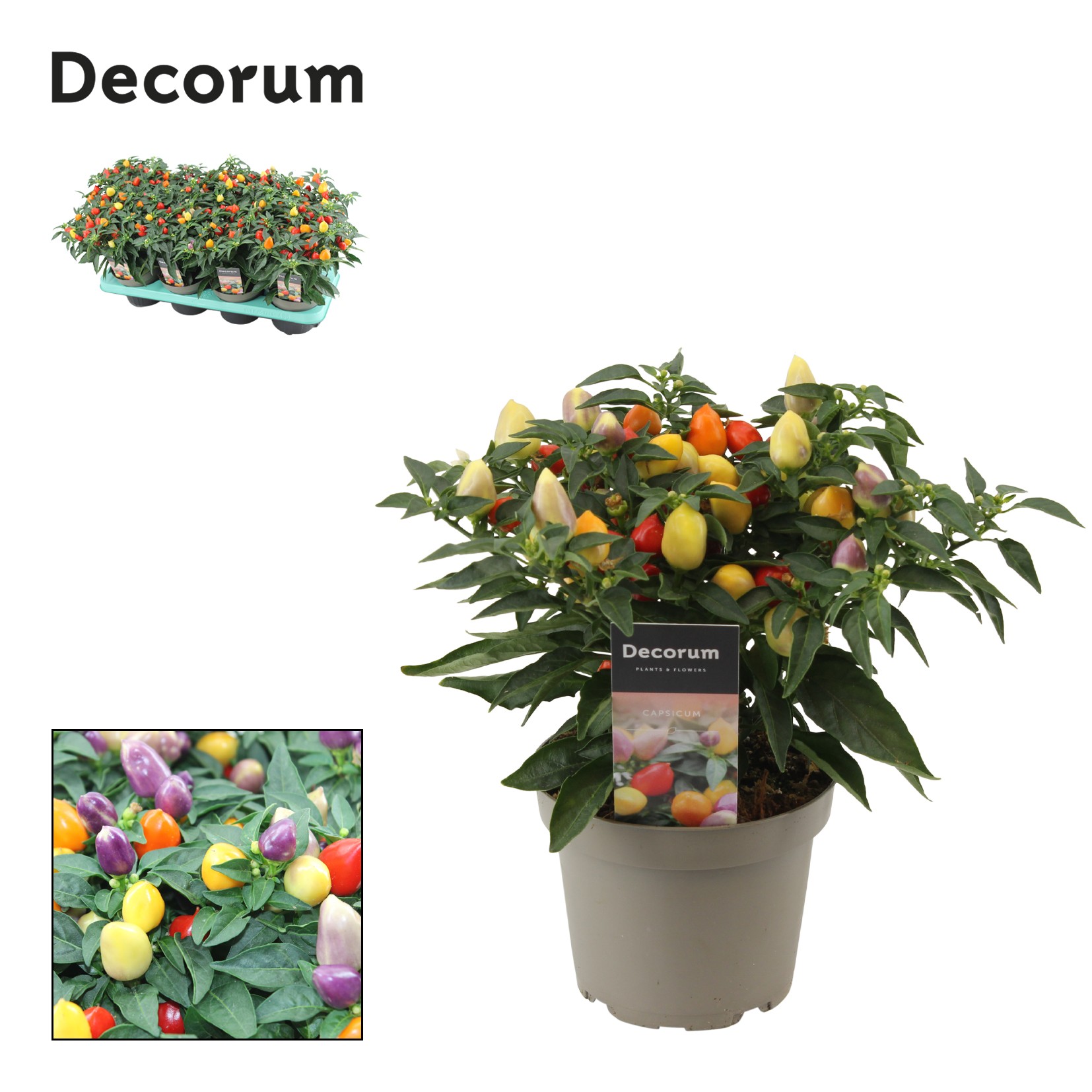 Capsicum Autumn Daylight P13 Decorum, D 13 cm