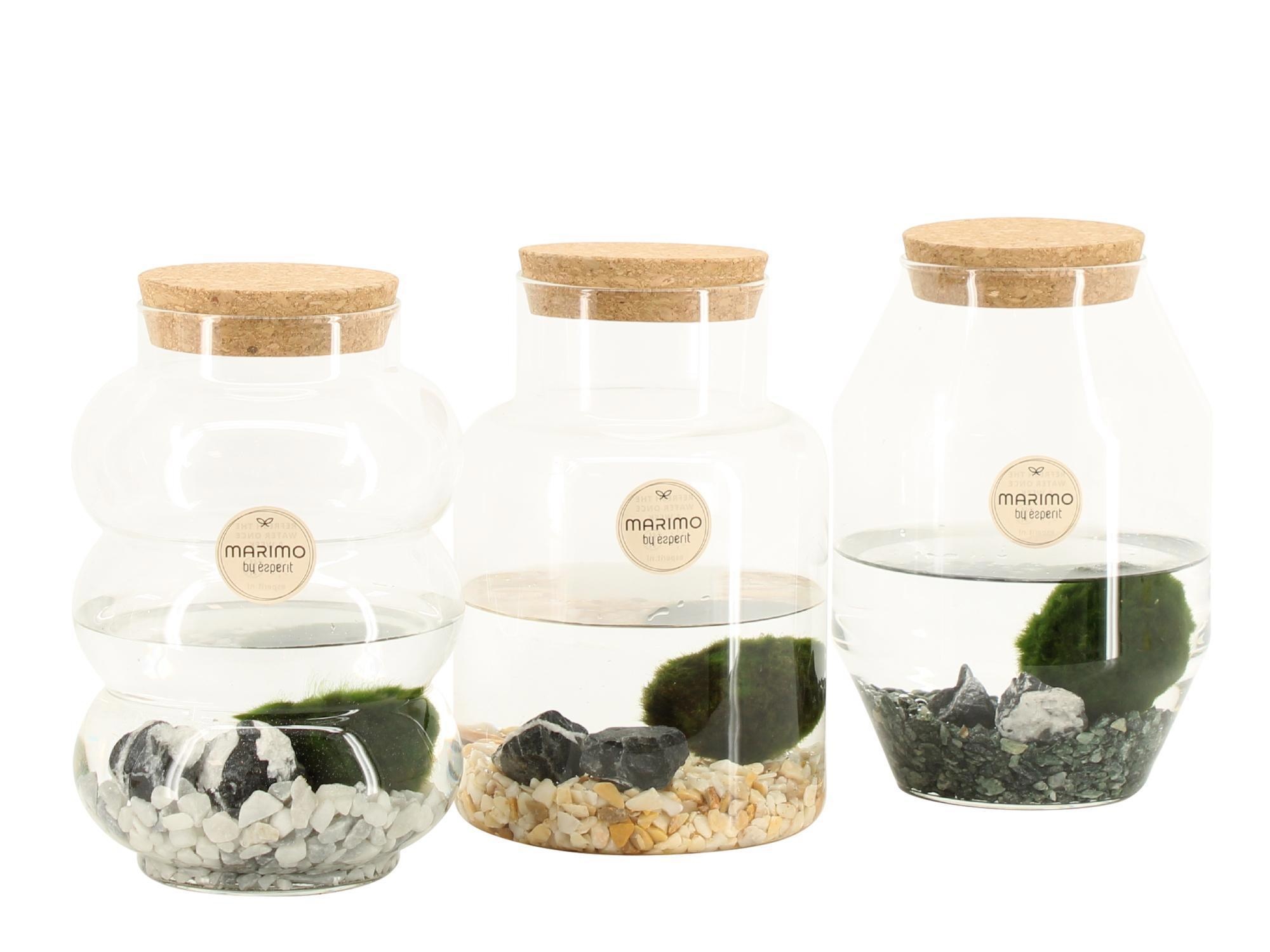 90996: Marimo arrangement, D 12