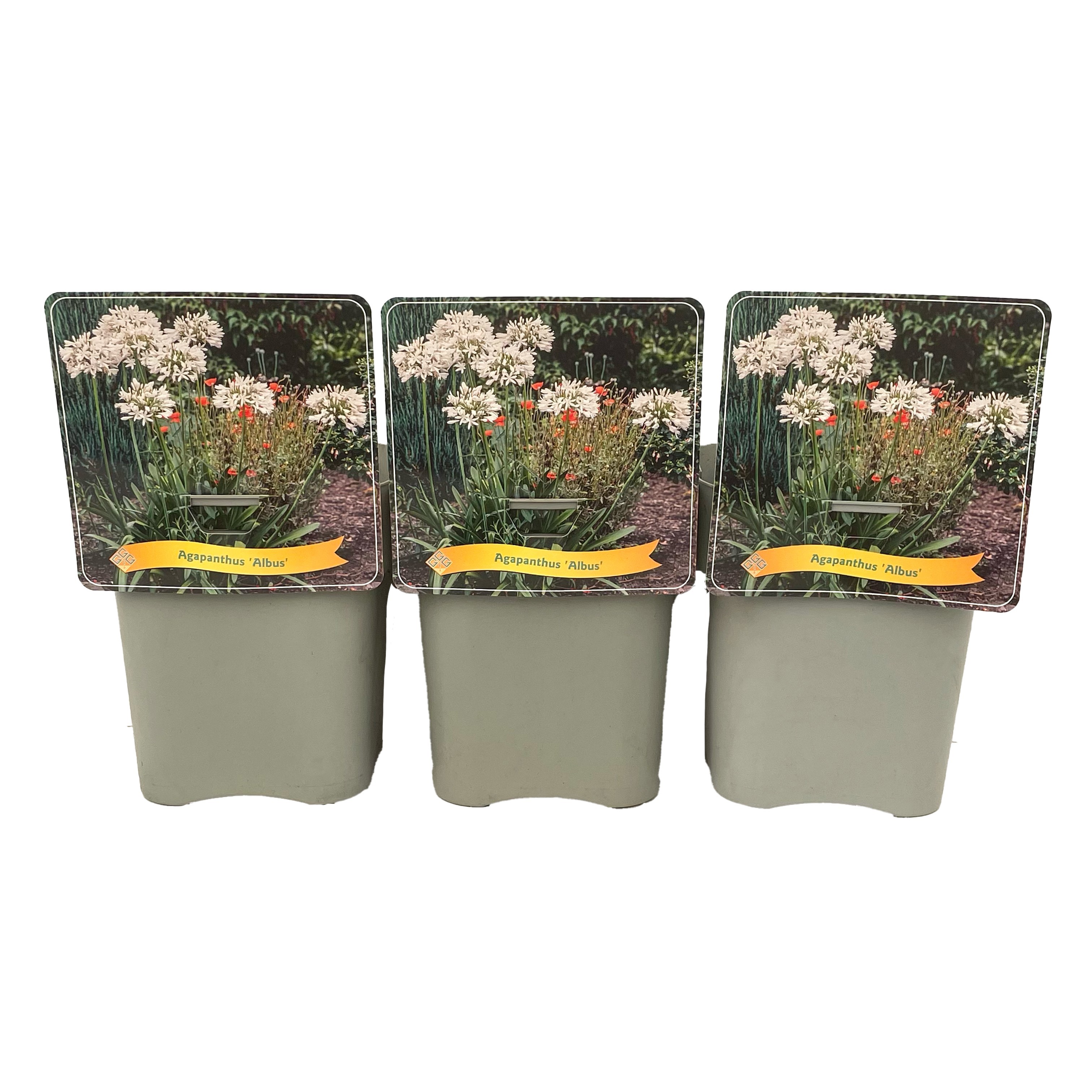 Agapanthus 'Albus' C5, D 21 cm Agapanthus 'Albus' C5, D 21 cm
