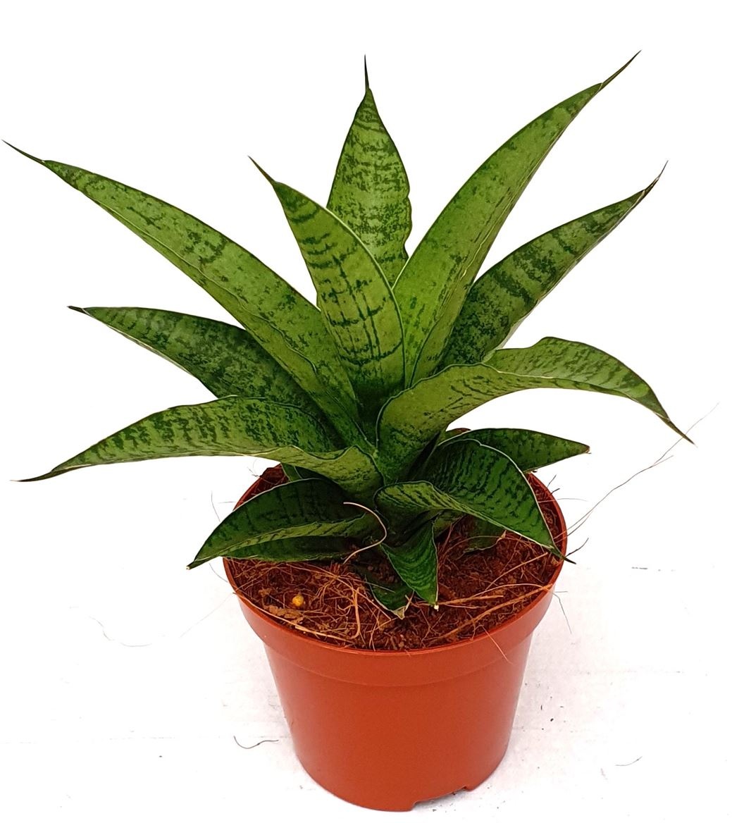 Sansevieria 'Tough Lady', D 9