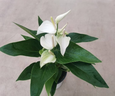 Антуриум эклипс 11 28 (предзаказ)