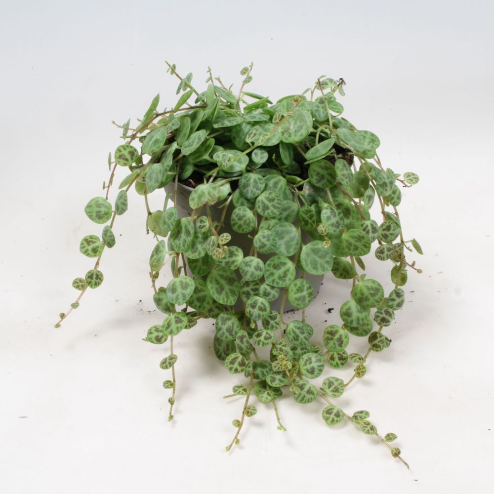 Peperomia Prostrata 9cm, D 9