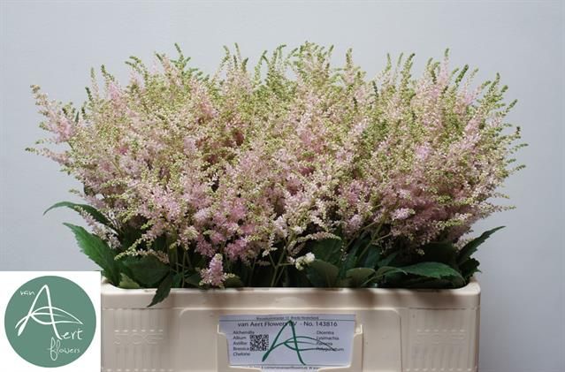 Астильба Европа 55 (светло-роз.), шт.