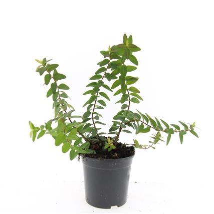 Hypericum dummeri 'Peter Dummer', D 14 cm