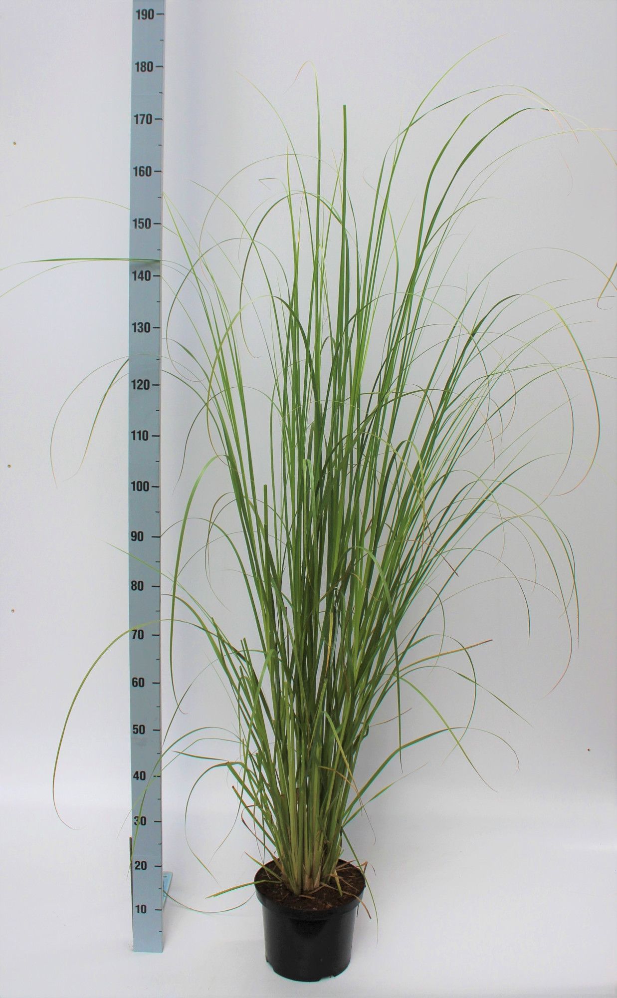 Cortaderia selloana 'White Feather', D 23